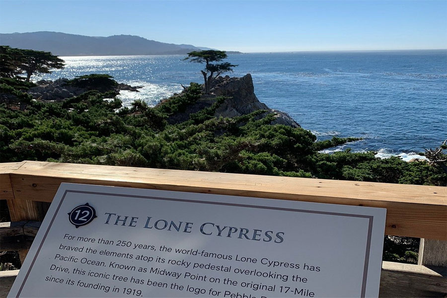 Lone Cypress