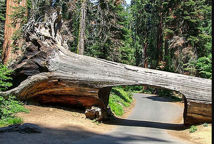 Sequoia National Park: Land of Giants