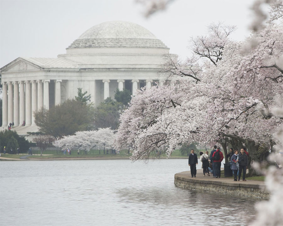 Washington DC - Lễ hội hoa Anh Đào