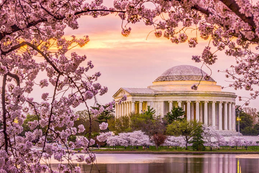Washington DC - Lễ hội hoa Anh Đào
