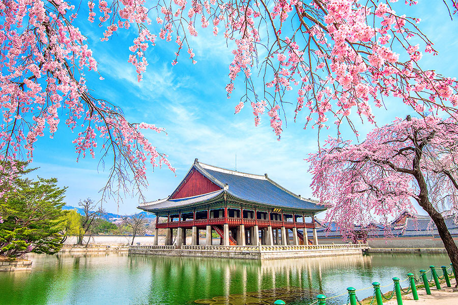 South Korea & Japan: Ngắm hoa anh đào