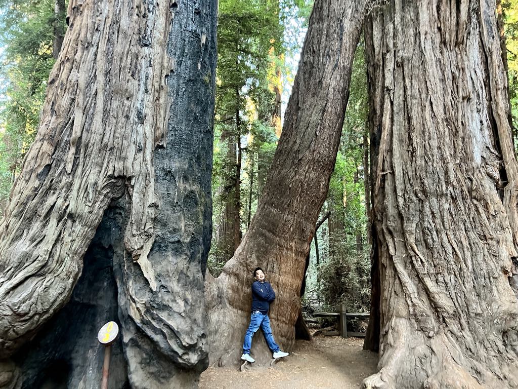 Gilroy Garlic Festival - Santa Cruz - Henry Cowell Redwood State Park