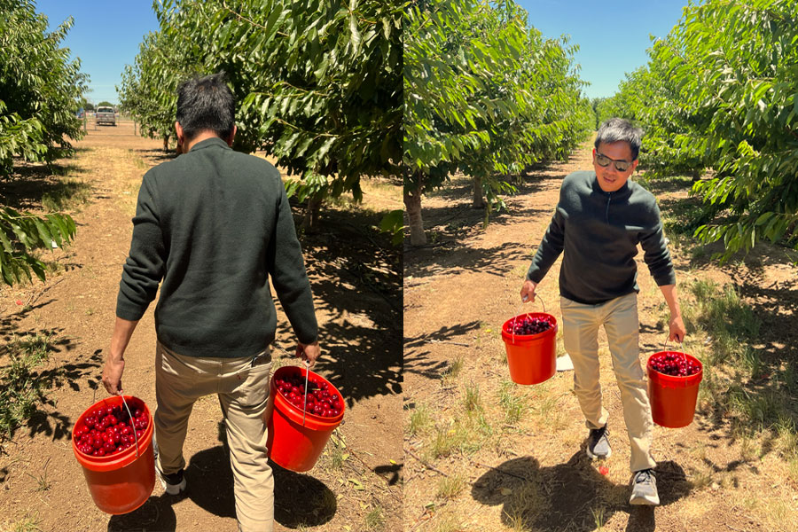 Cherry Picking - Bixby Creek - Big Sur 