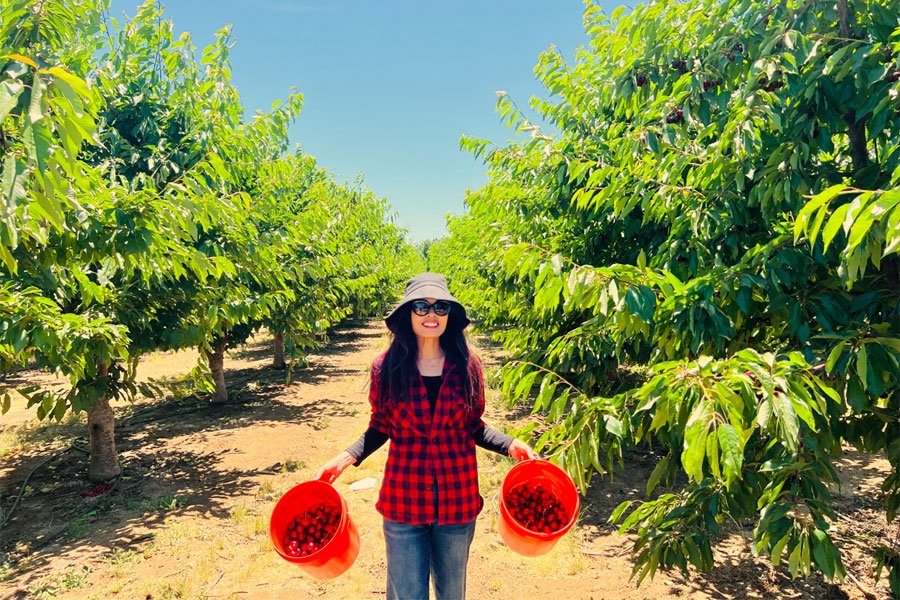 Cherry Picking - Bixby Creek - Big Sur 