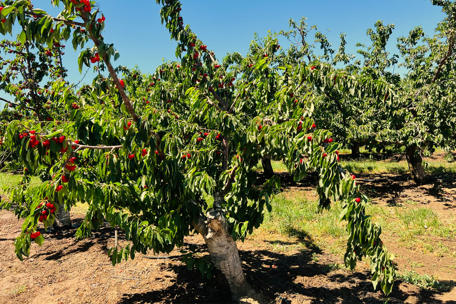 Cherry Picking - Bixby Creek - Big Sur 