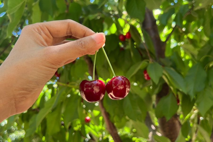 Cherry Picking - Bixby Creek - Big Sur 