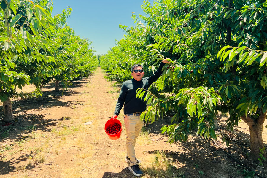 Cherry Picking - Bixby Creek - Big Sur 
